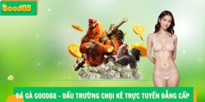 Đá gà Good88 - Đấu Trường Chọi Kê Trực Tuyến Đẳng Cấp
